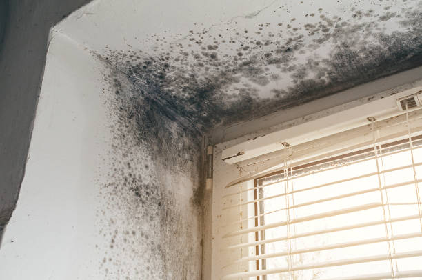 Affordable Hvac And Air Duct Mold Remediation solutions in Crownsville, MD